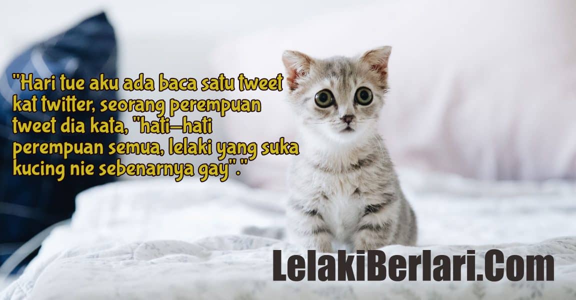 Diari 187 : Pencinta Kucing